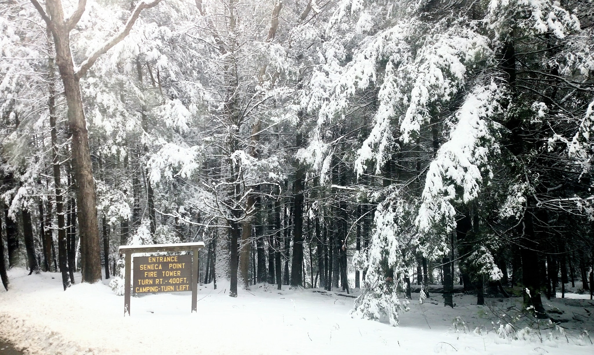 Cook Forest Photo of the Day