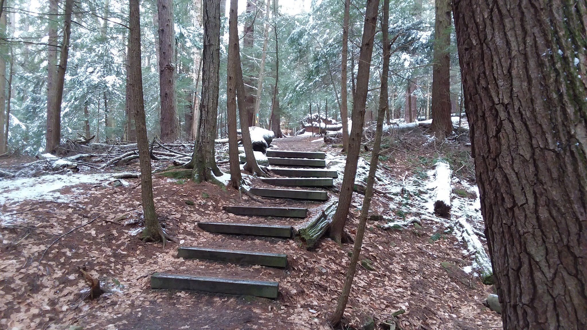 Cook Forest Photo of the Day