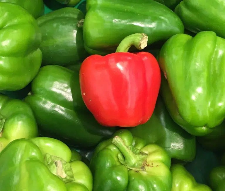 What is Vital Wheat Gluten? How to Use it and GlutenFree Substitutes