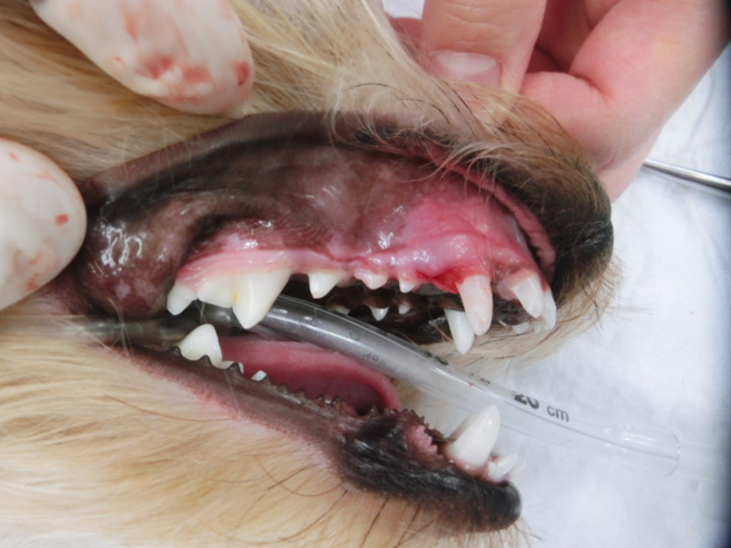 乳歯が残っていて永久歯が鼻側に傾いている クッキー動物病院 歯科外来