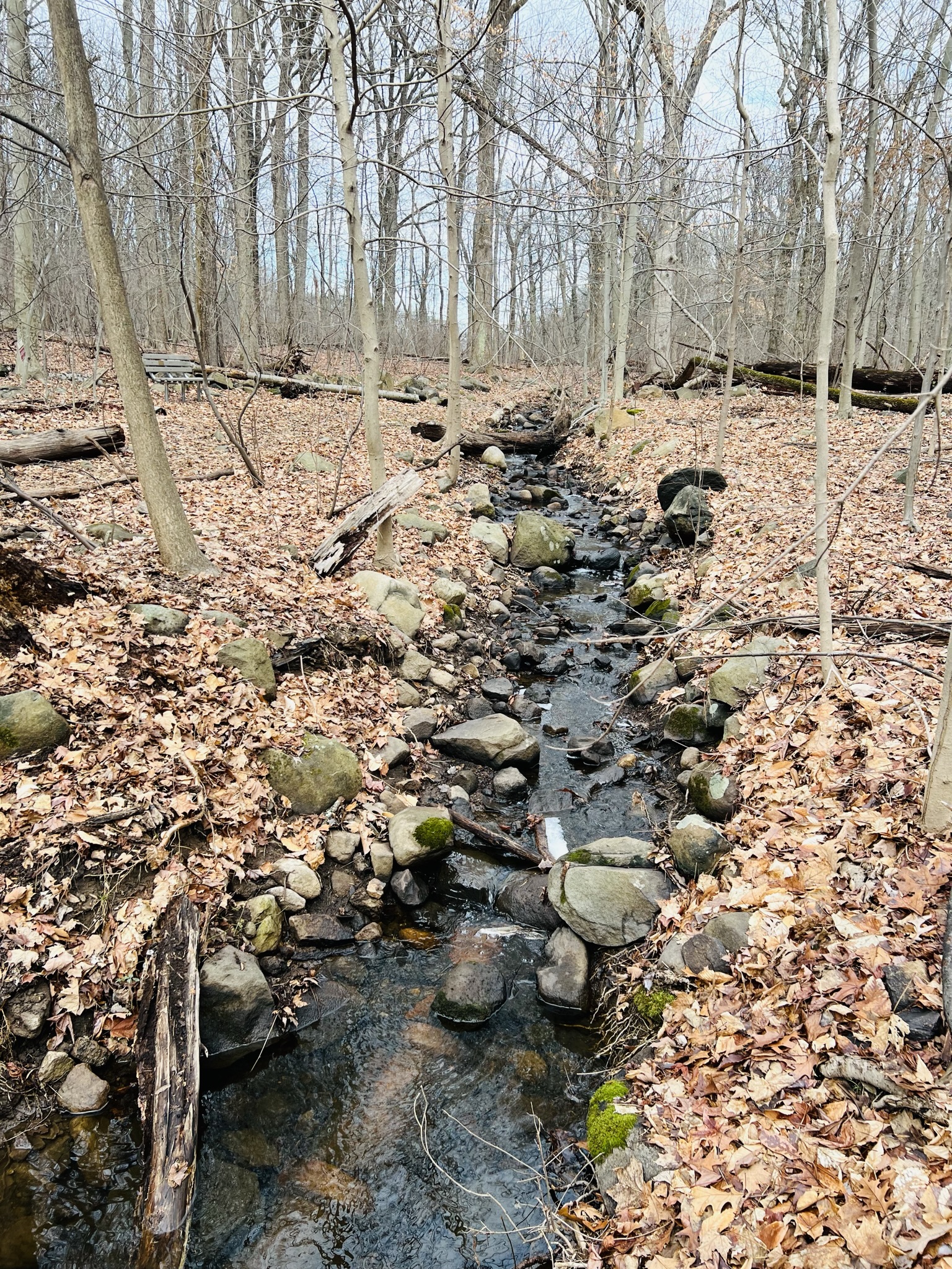 Winter Activities in New Jersey cookiesandnoodles