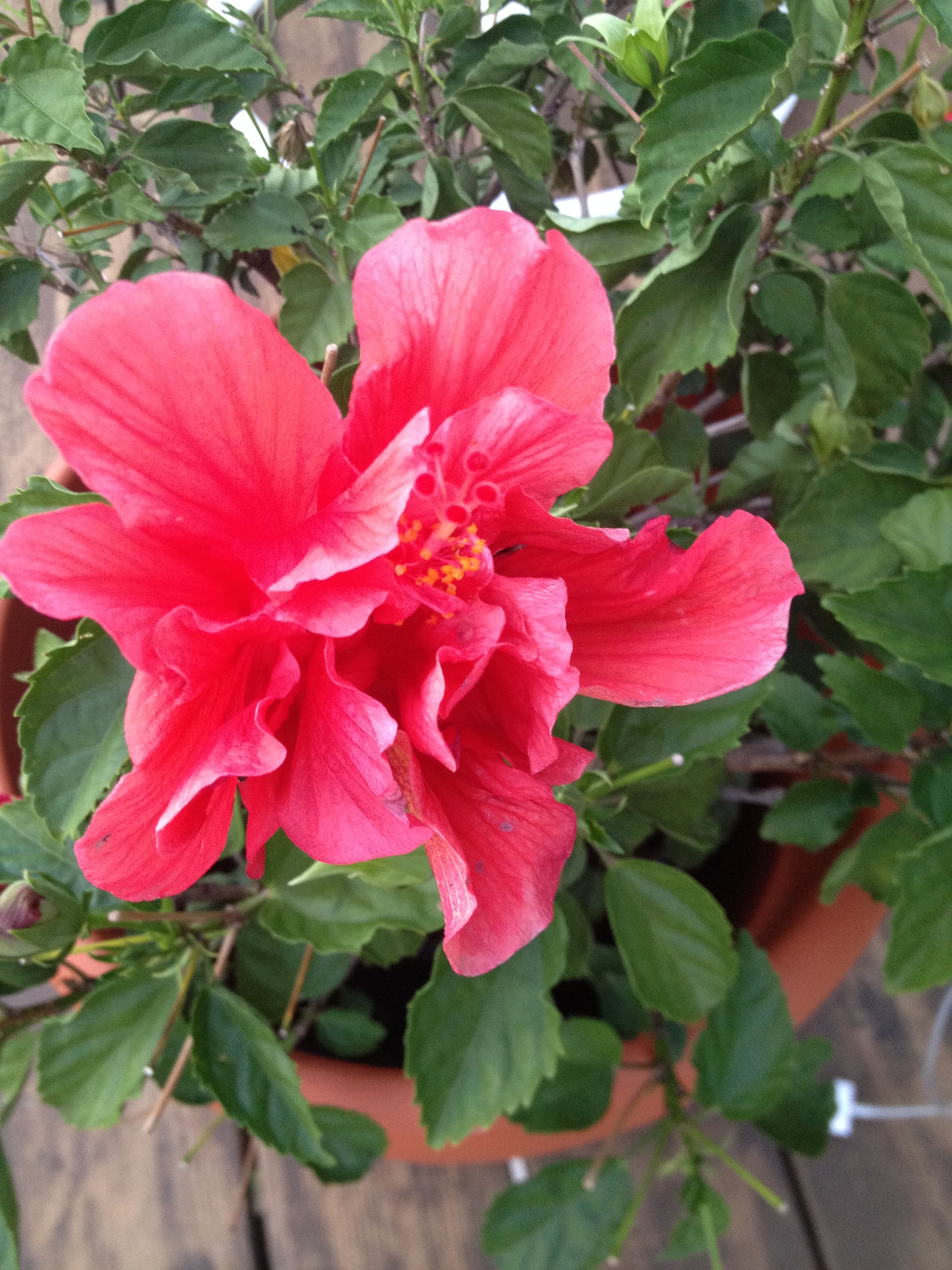 Hibiscus Tea Cooking With Jacque