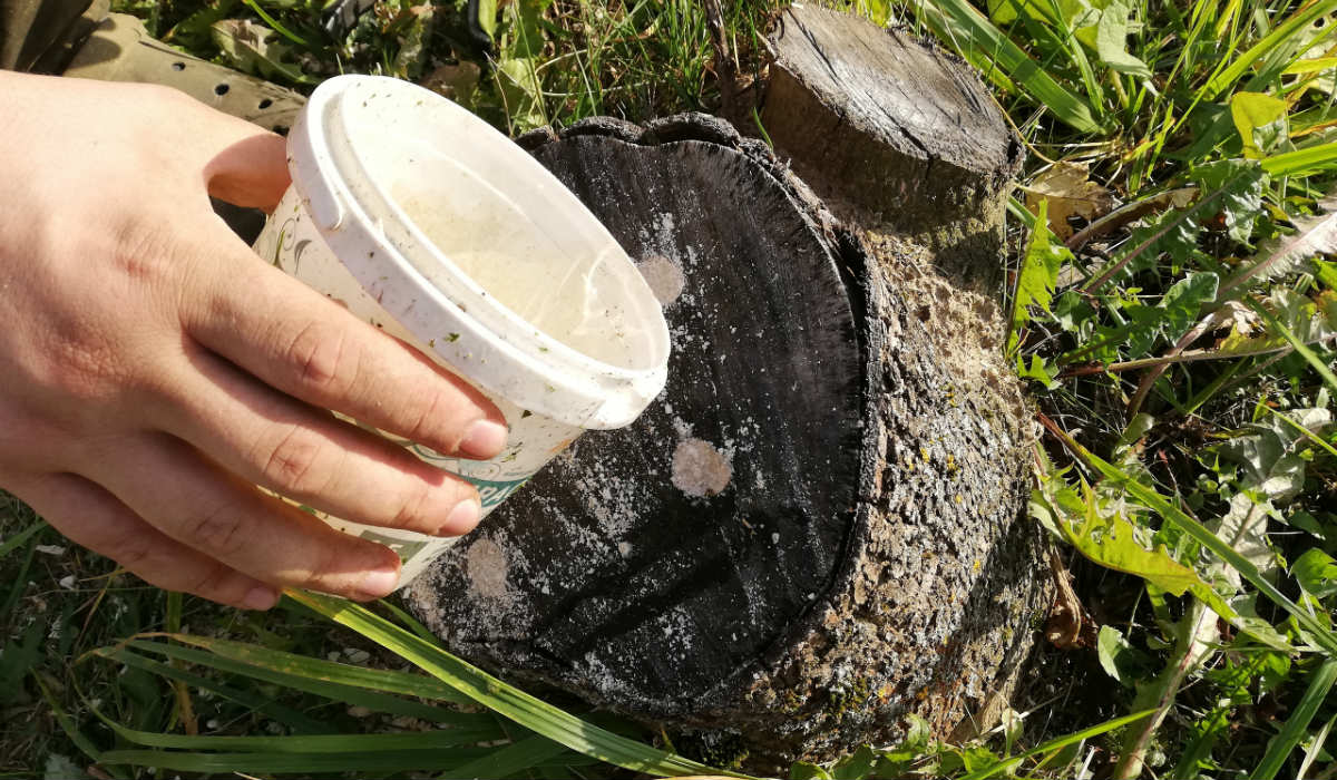 How To Remove a Tree Stump Cook It