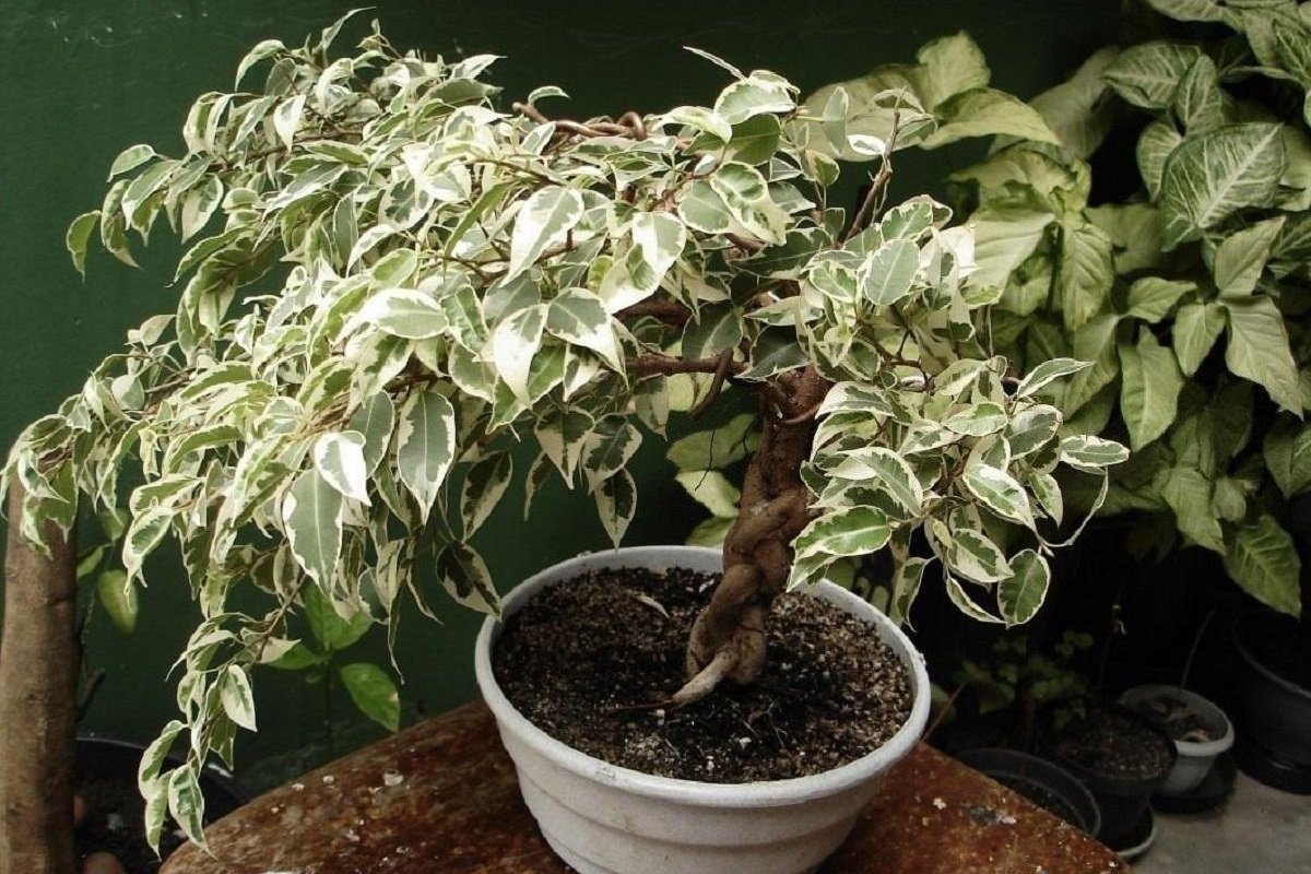 How to Grow a Large Ficus Tree From a Pitiful Little Sprout Cook It