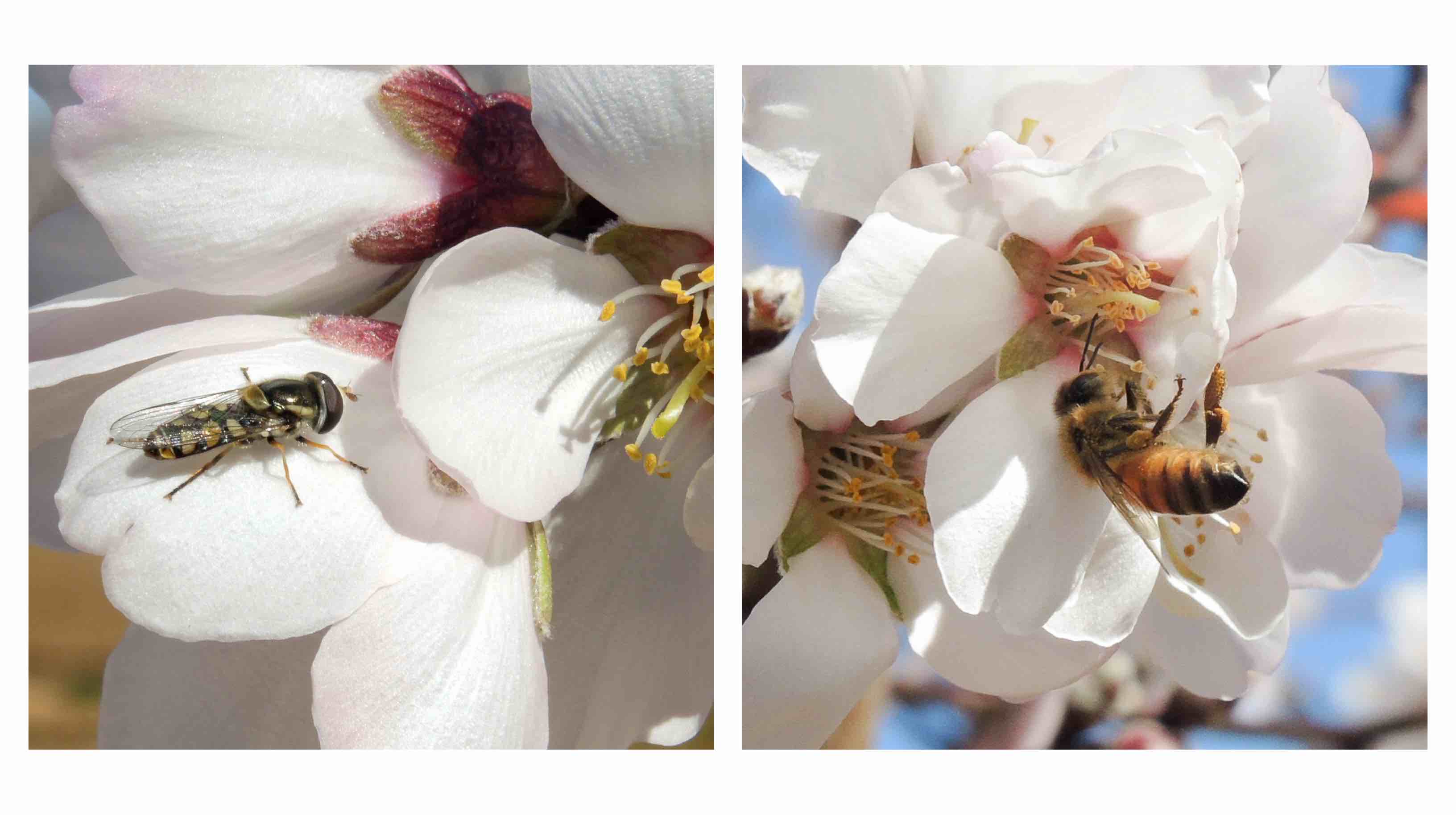 Crop pollinators The Pollinator Lab