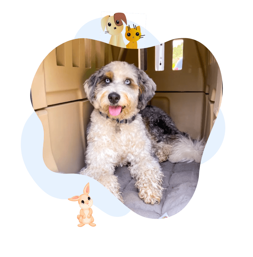 Cool Beds 4 Pets CoolBeds4Pets