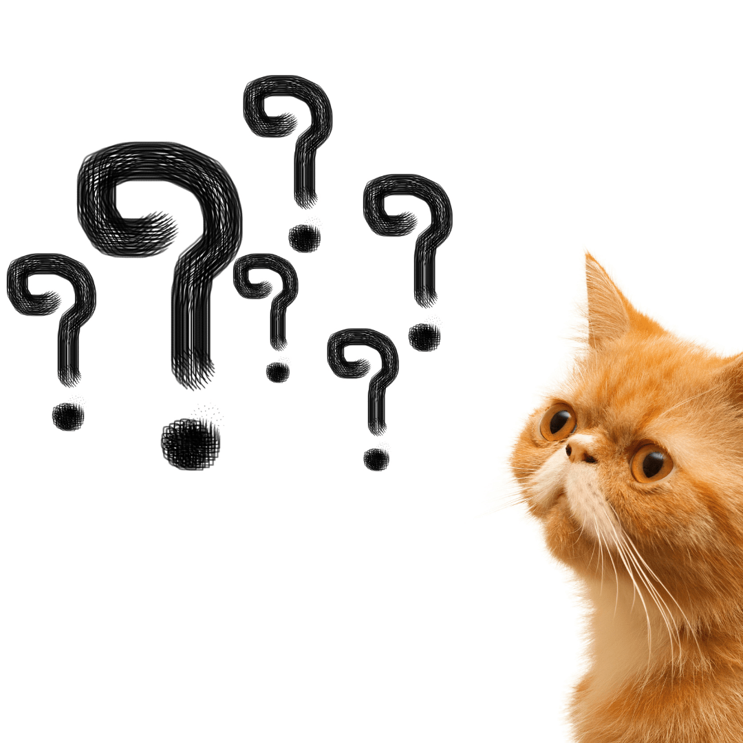 National Answer Your Cats Questions Day CoolCatsCatSitting
