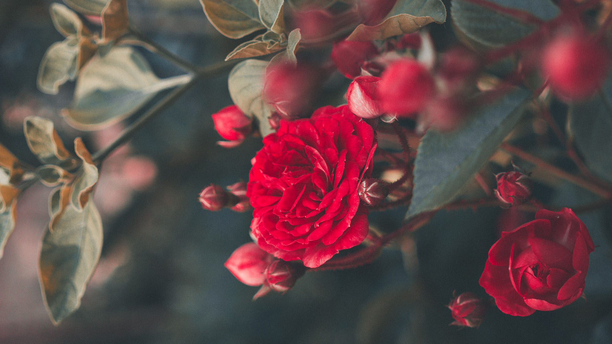 Do Roses Like Coffee Grounds? Know the Facts