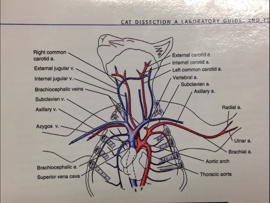 Circulatory system | cool kittys
