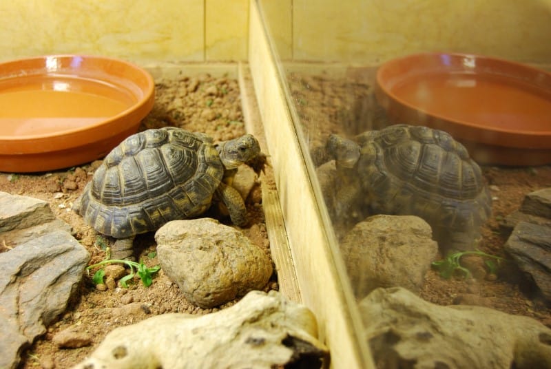20 Tortoise Accessories (MustHave + NiceToHave) Cool Pets Advice