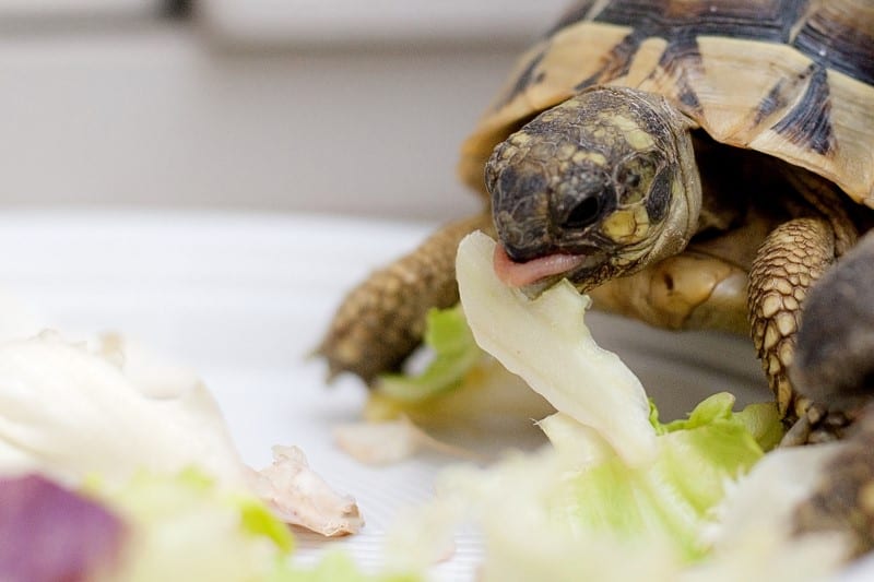 7 Reasons Why Your Pet Tortoise Not Eating (With Solutions) Cool Pets