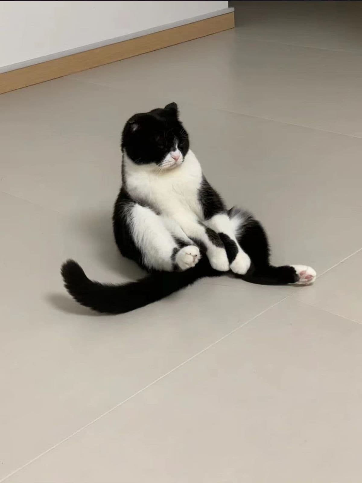 9 Reasons Why Your Cat Sits Next to You but Not on Your Lap Cool Pets