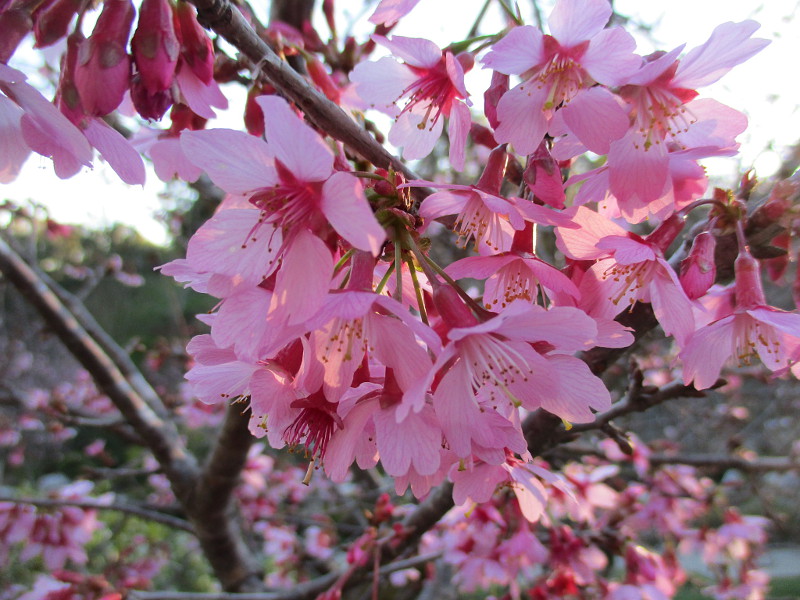 Cherry blossoms appear in Balboa Park! Cool San Diego Sights!