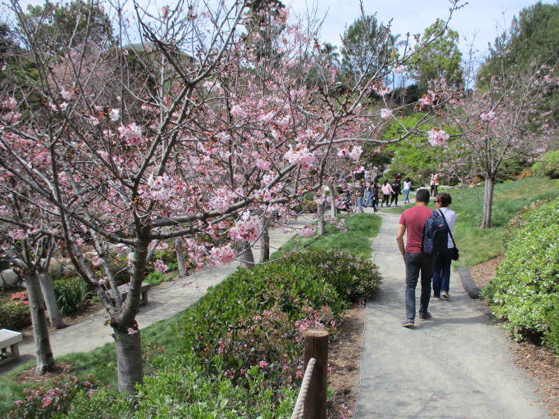 Cherry blossoms, like a dream, in Balboa Park! Cool San Diego Sights!