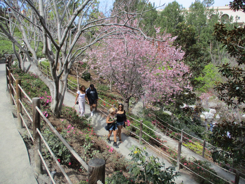 Cherry blossoms, like a dream, in Balboa Park! Cool San Diego Sights!