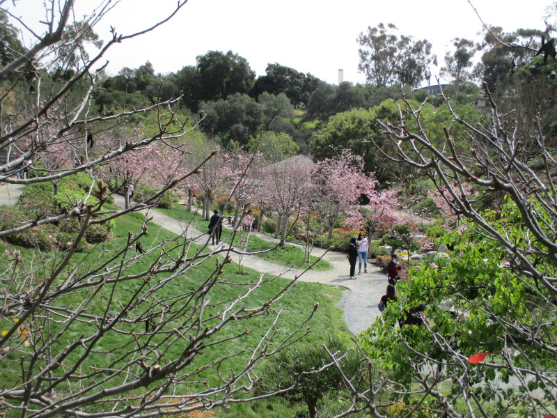Cherry blossoms, like a dream, in Balboa Park! Cool San Diego Sights!