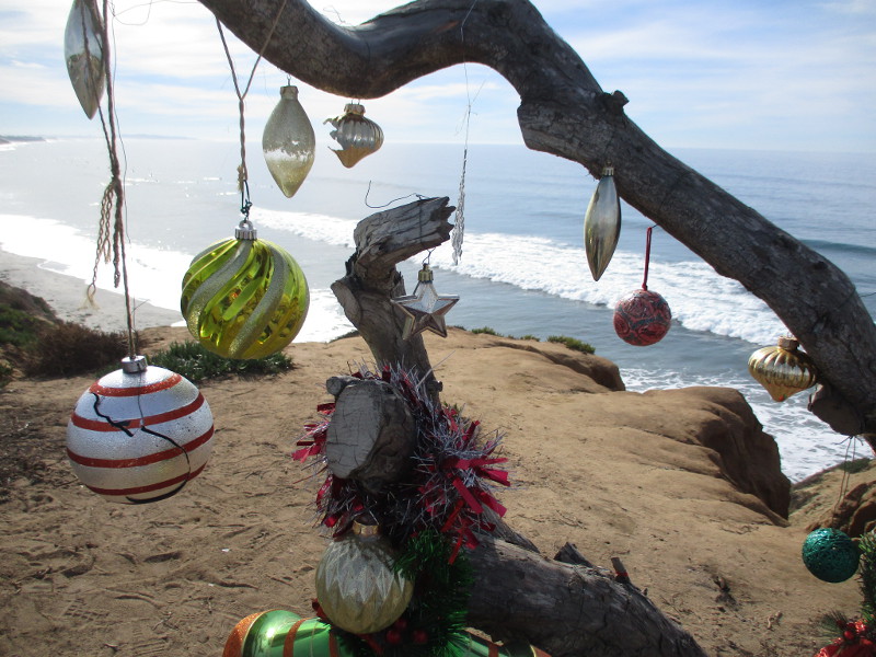 Christmas trees on Carlsbad’s coastal bluffs! Cool San Diego Sights!