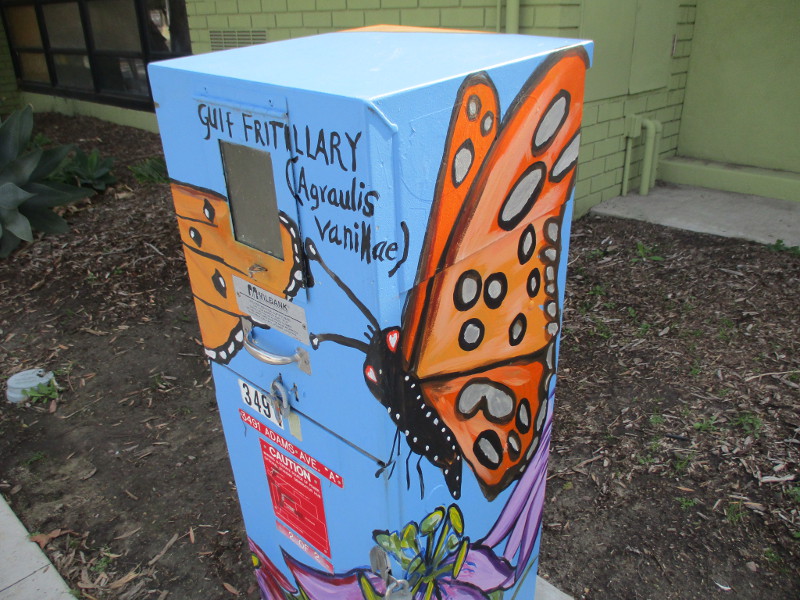 Rare butterballflyball in Normal Heights! Cool San Diego Sights!