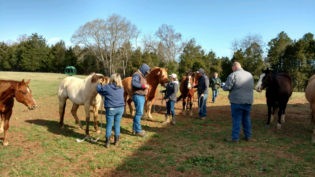 Equine Cool Springs Mobile Vet Service