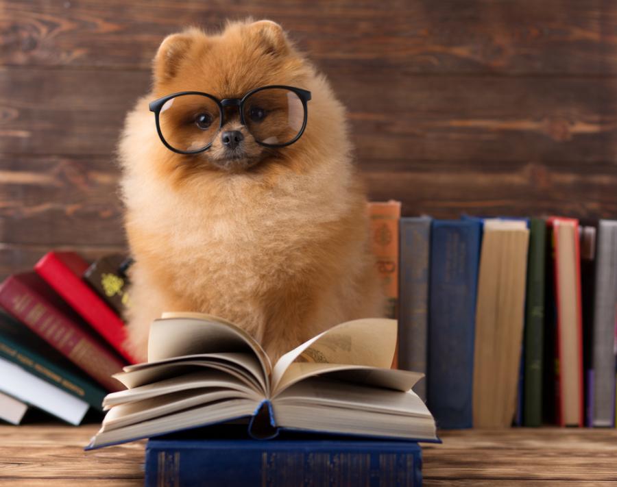 Best dog training books Top dog training books in 2021 CTC