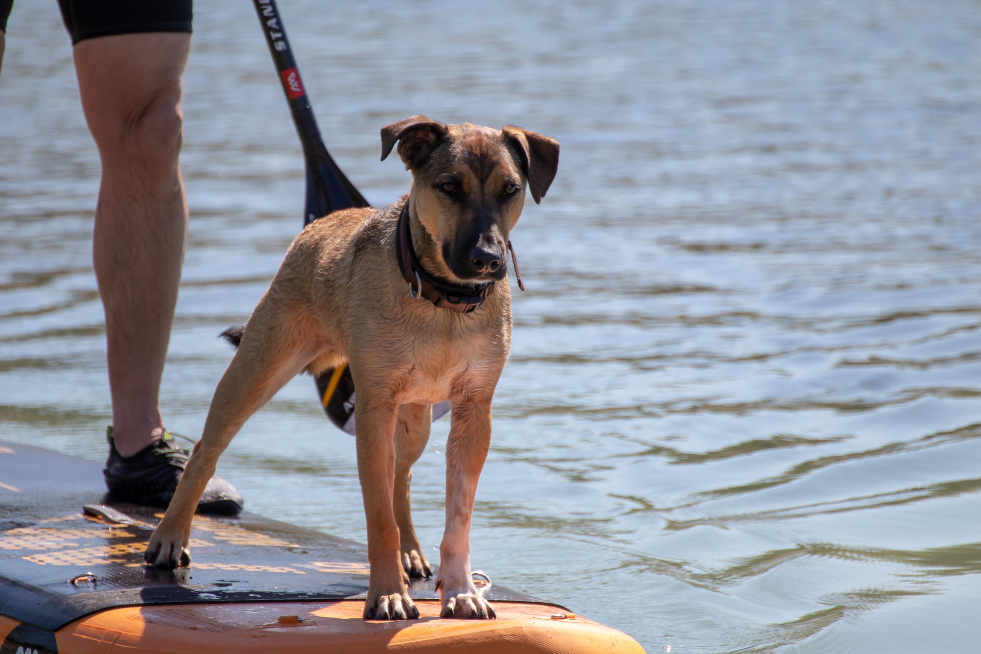 Stand Up Paddle Board with Dog The equipment you need!