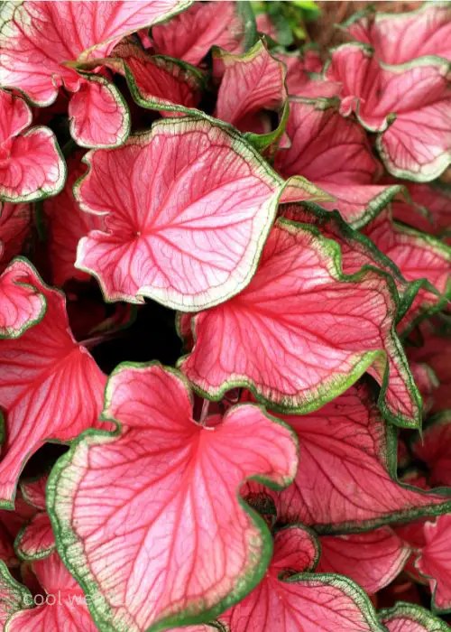 8 Houseplants that are Toxic to Cats Cool Web Fun