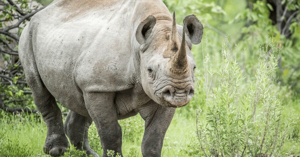 Impact Of Poaching And Wildlife Trafficking A Comprehensive Guide