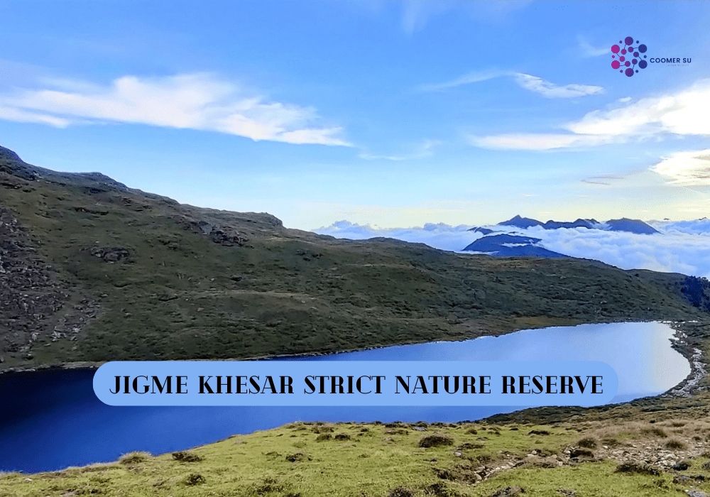 Coomer.su 2025 Latest Updates and Features You Should Know