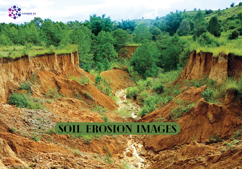 Coomer.su 2025 Latest Updates and Features You Should Know