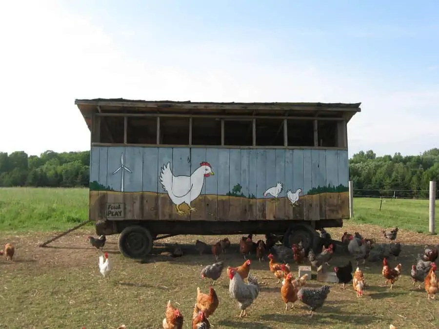 Setup a Mobile Chicken Coop and FreeRange those Birds!