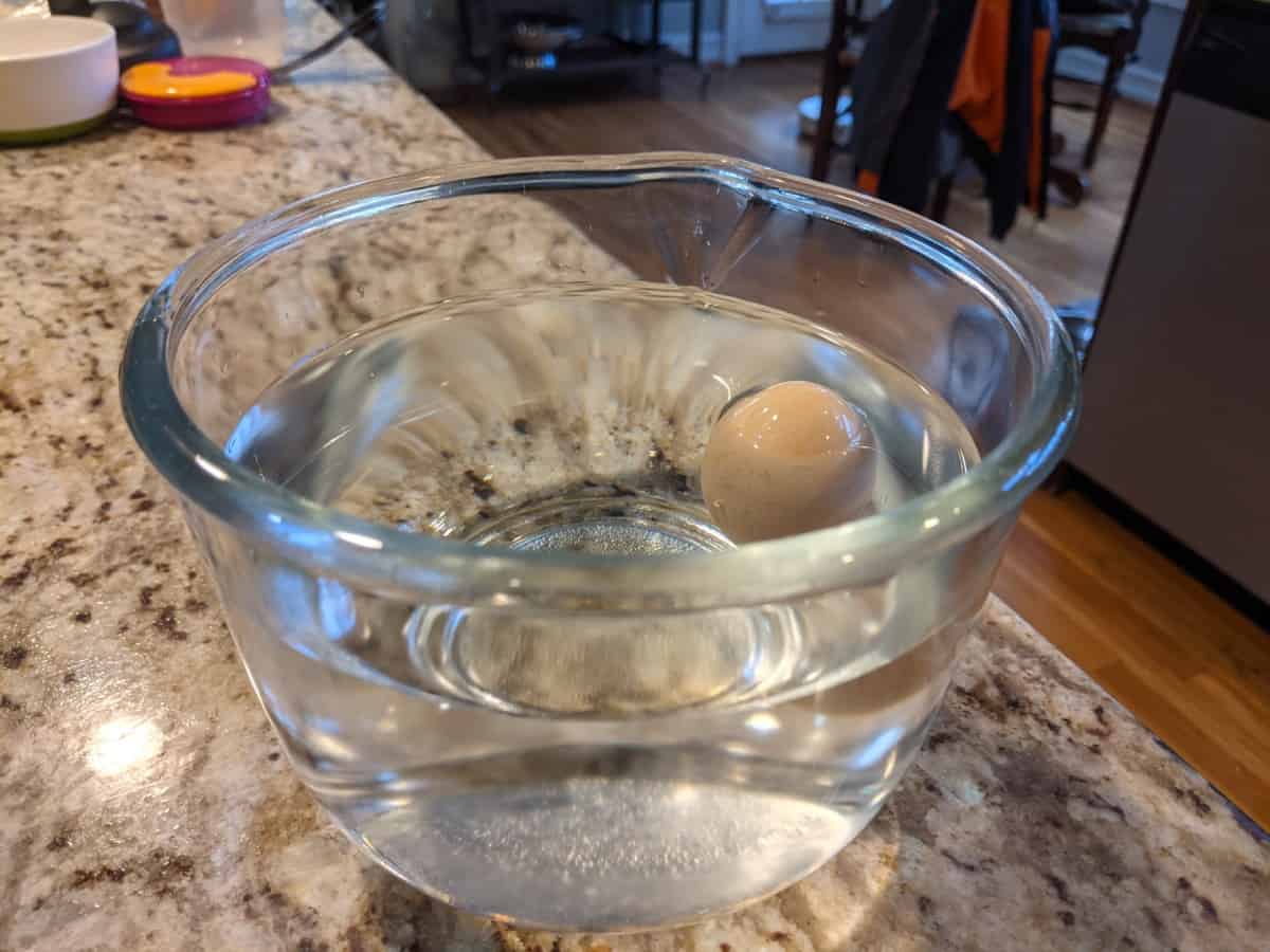 How Long Do Fresh Laid Eggs Last? Cooped Up Life