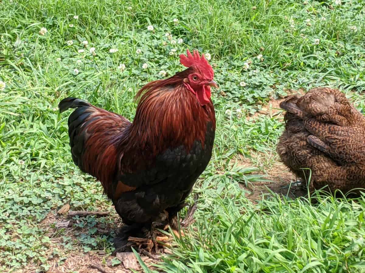 What To Do With An Aggressive Rooster? Solutions And Tips