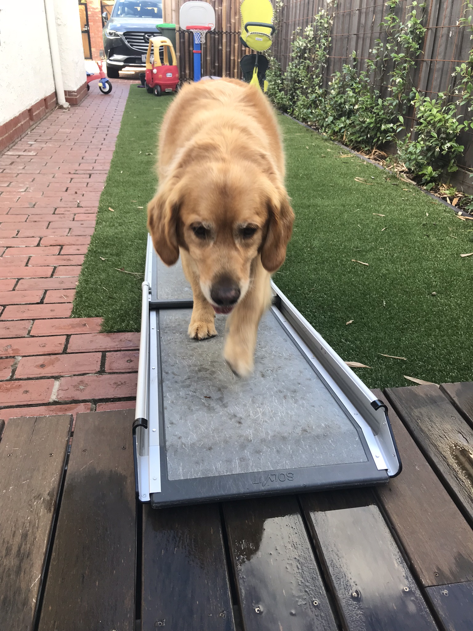 Teach Dog To Use Ramp at Barbara Henderson blog