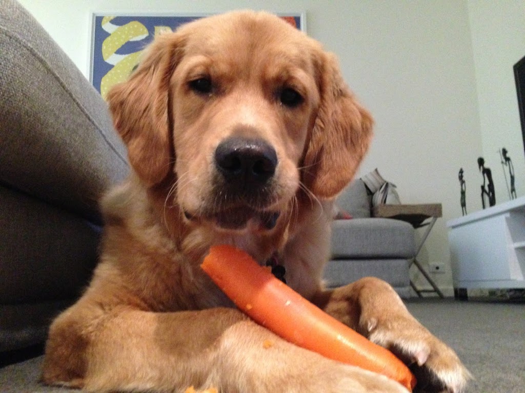 Healthy Snacks for Dogs… Here are a few of Cooper’s Favourites