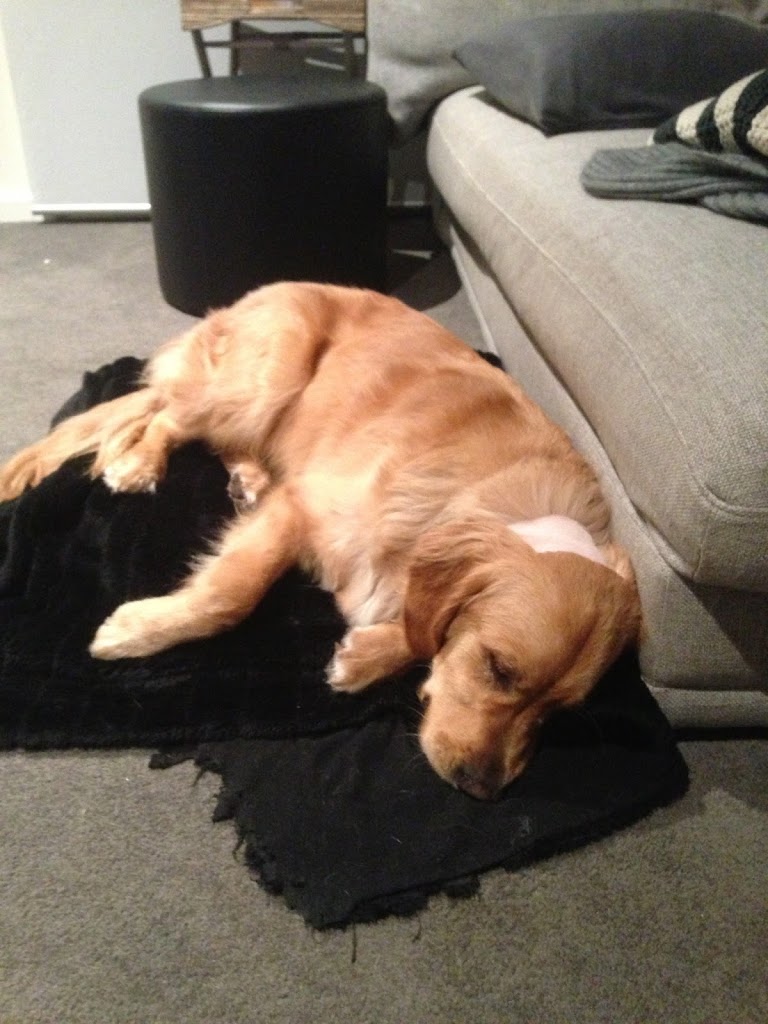 How Do I Know If My Dog Has Meningitis