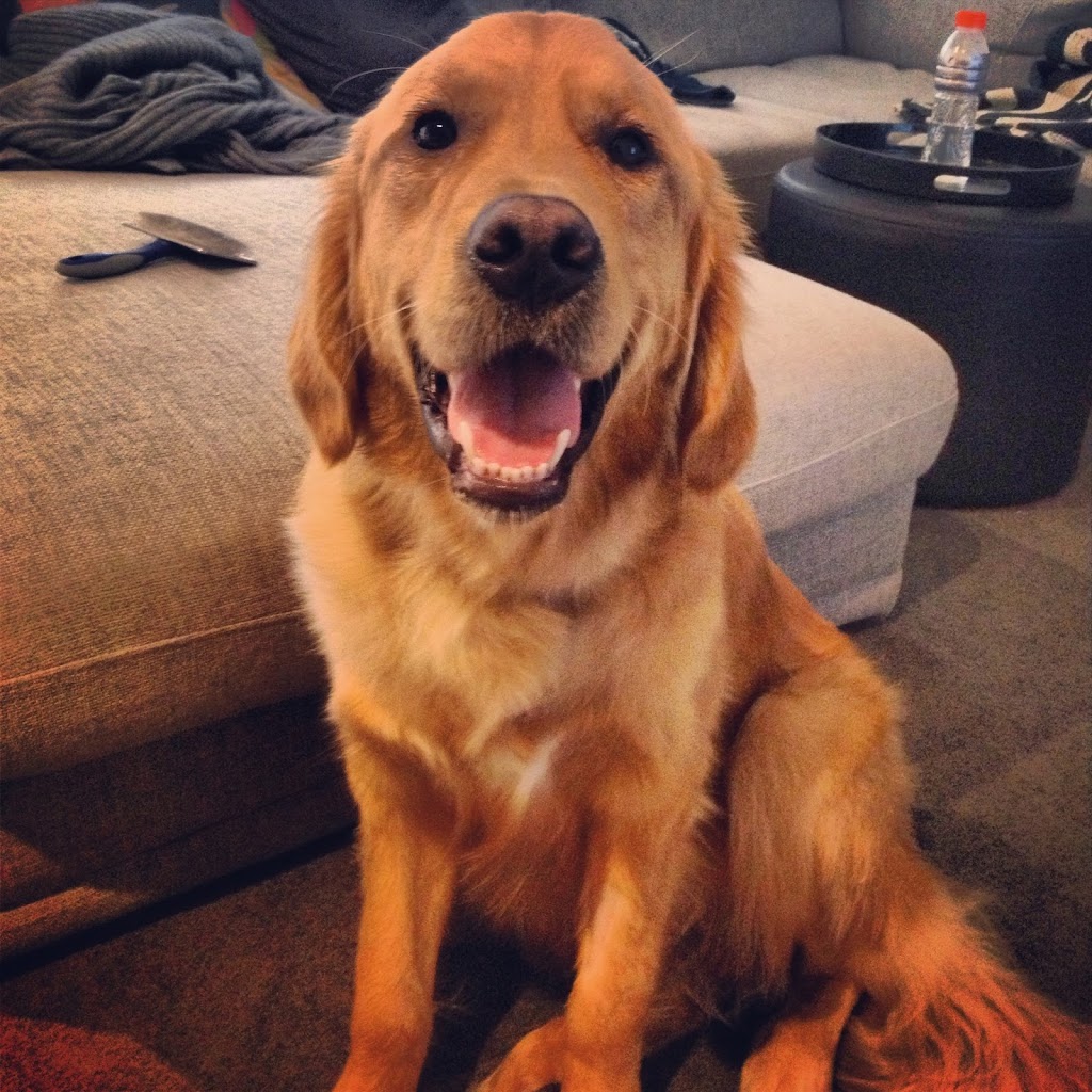 How Do I Know If My Dog Has Meningitis
