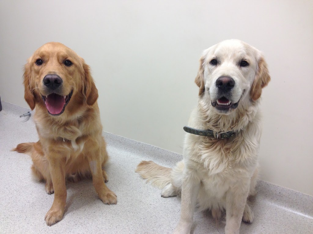 How Do I Know If My Dog Has Meningitis