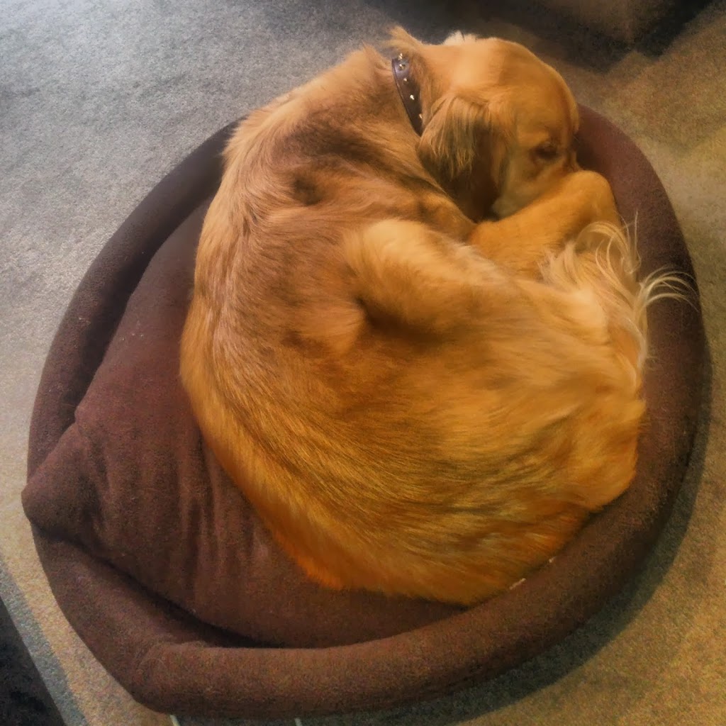 My Dog's Recovery from Meningitis