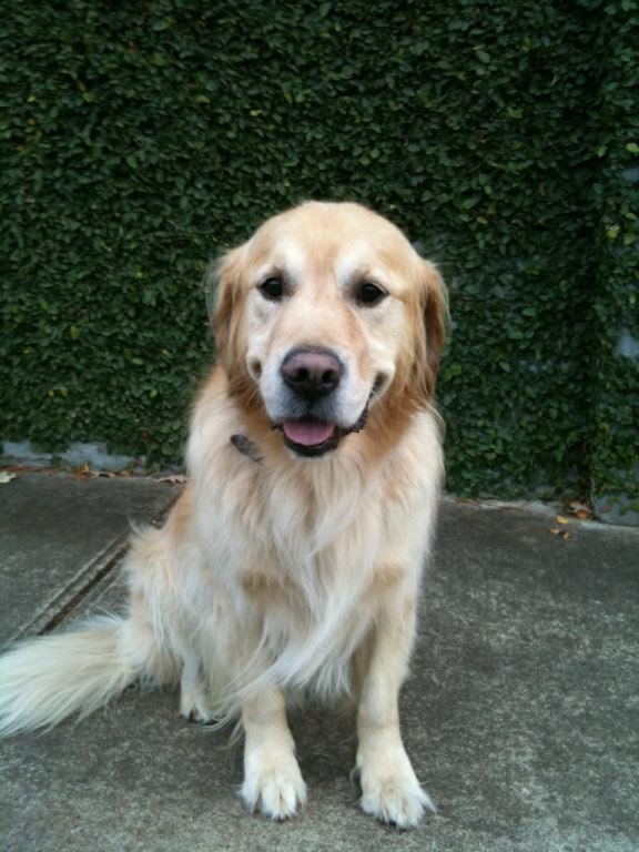 Which Dog Breed is Right for Me??