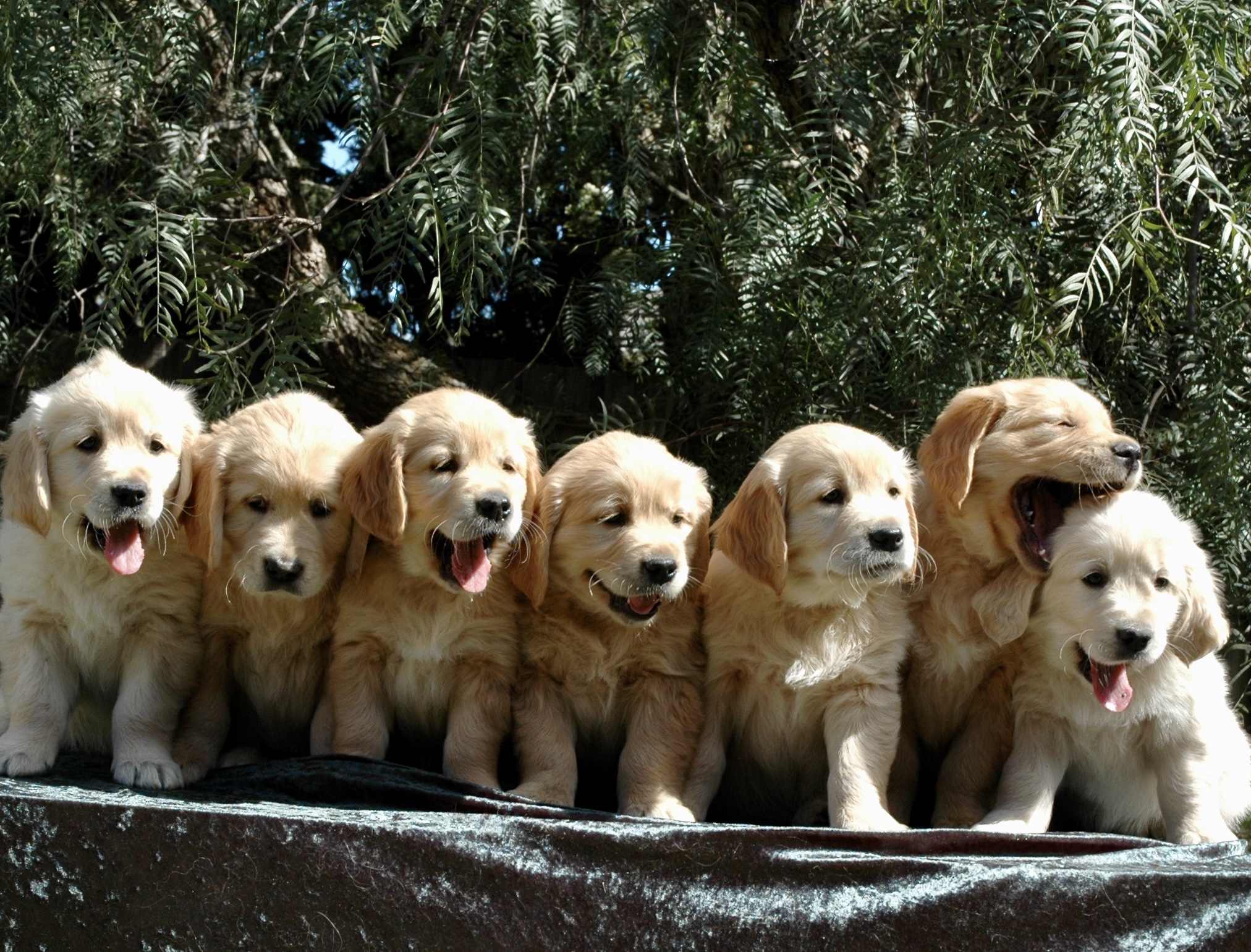 Five tips of choosing the Right Puppy from the Litter