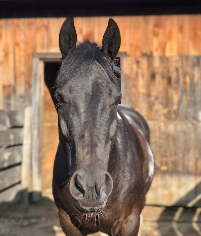 Yay for Horse Whiskers! Terry Golson