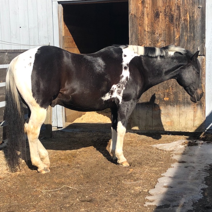 Horse Body Language 101 Relaxed Terry Golson