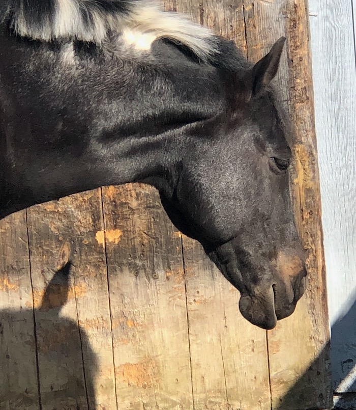 Horse Body Language 101 Relaxed Terry Golson