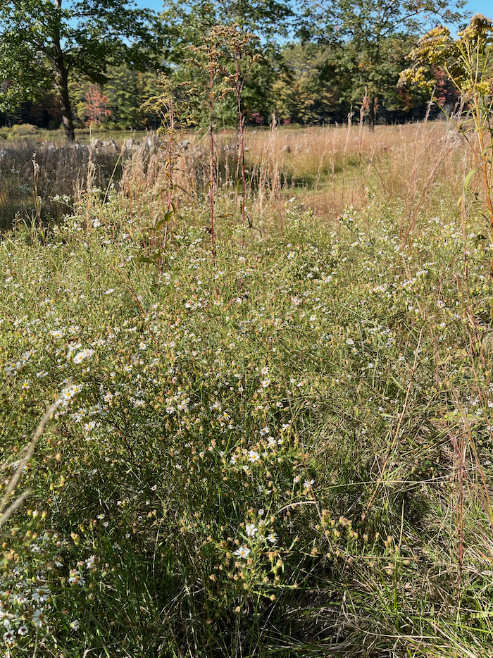 A Minute in Maine Autumn Pollinators Terry Golson