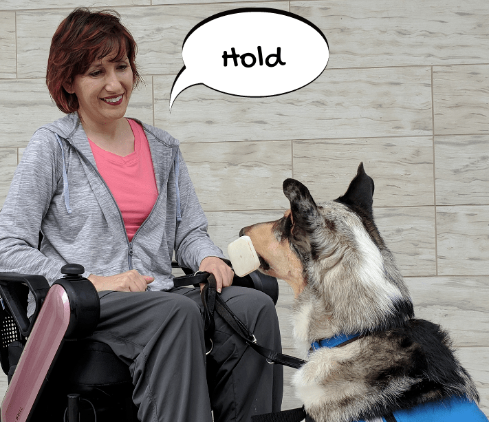 Selecting and Training Cues for Service Dog Tasks Cooperative Paws