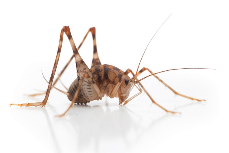 This Annoying Insect Thrives in Moist Areas of a Home or Building The