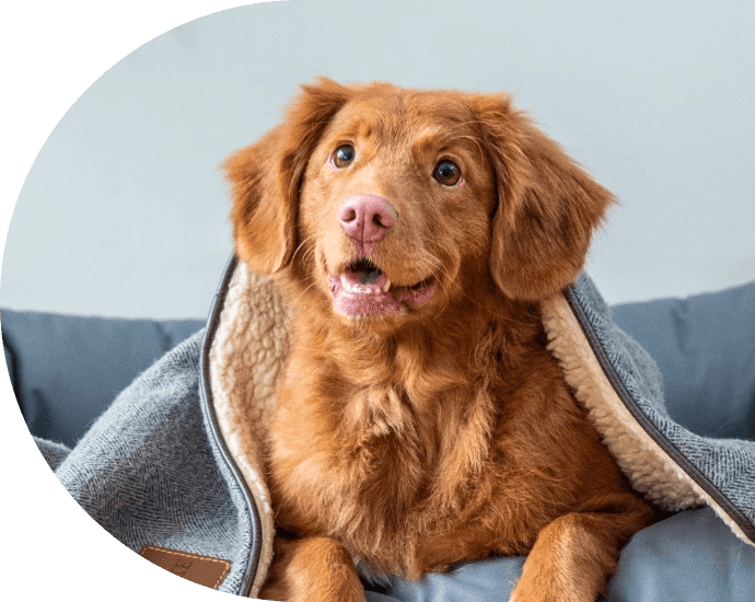 Pet Boarding Near Me 13348 Cooperstown Veterinary Clinic