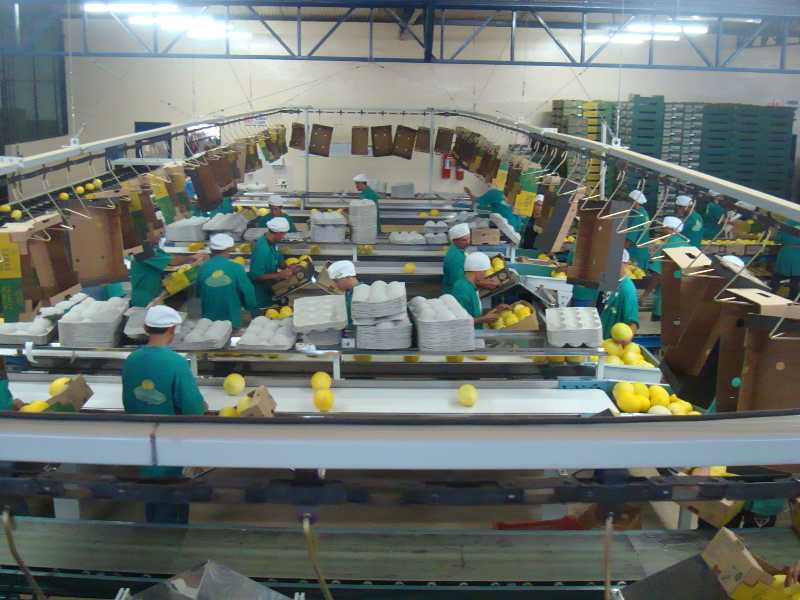 Estrutura Coopyfrutas