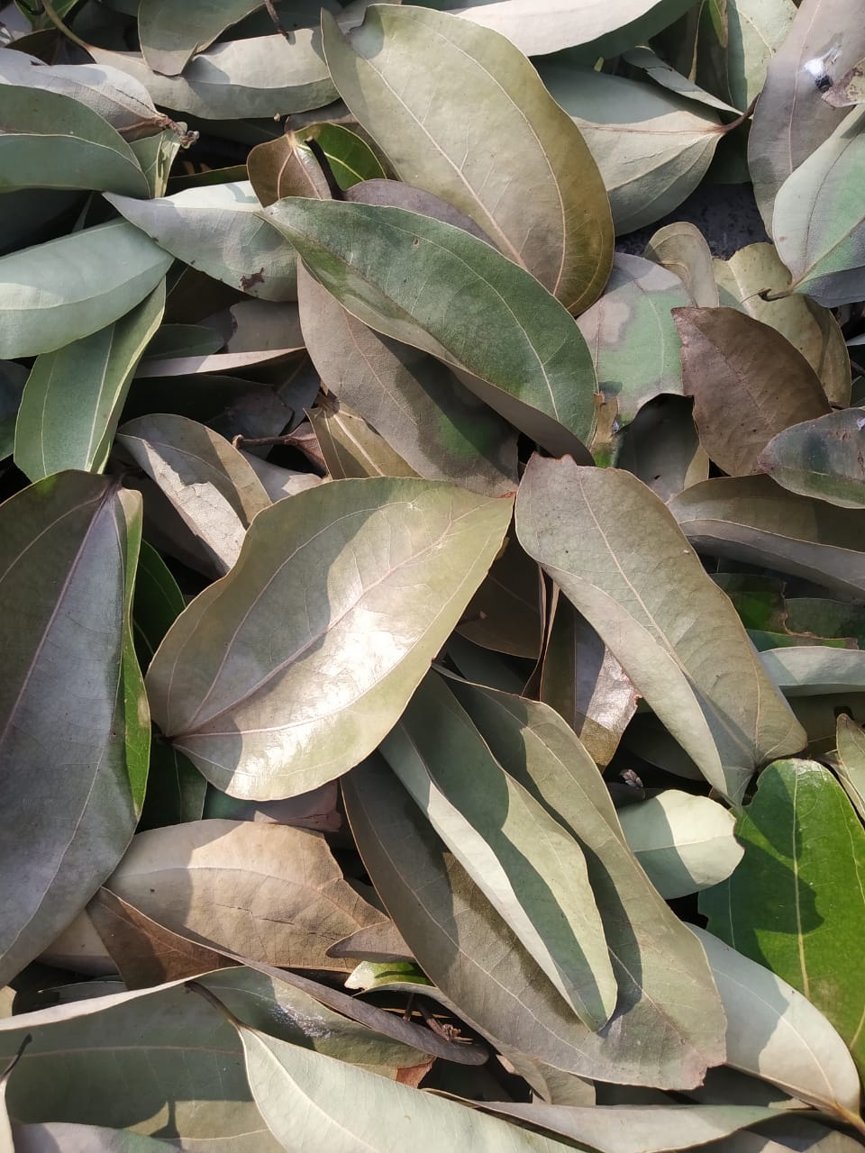 Bay Leaves Basket