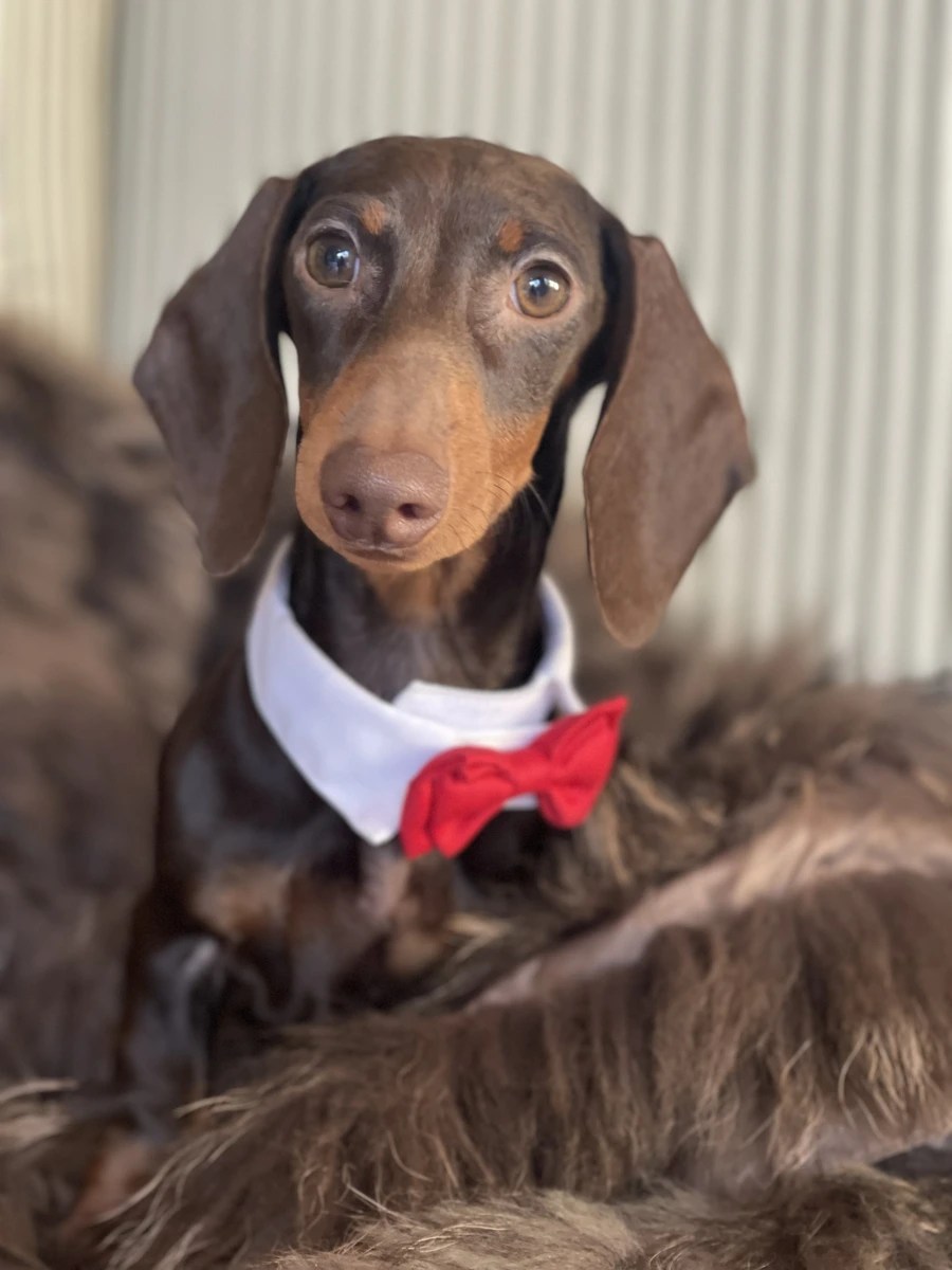 Why Is My Dachshund So Bossy? Coots at Eversden